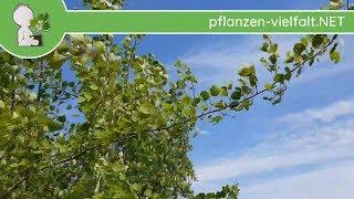 ZitterpappelEspe - Zittern der Blätter -  21.05.18 Populus tremula - heimische Bäume bestimmen