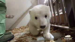 FLAUSCHIGER NACHWUCHS Neue Bilder vom Eisbär-Baby im Berliner Tierpark