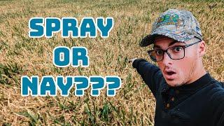 Can I Spray N-Ext Products on Heat Stressed Turf?  N-Ext™ DIY Lawn Care Tips