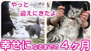 【野良猫から家猫へ】りんちゃんが幸せになるまでの４ヶ月