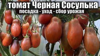 СОСУЛЬКА ЧЁРНАЯ  Сладкий вкусный томат  Посажу в 2023 году