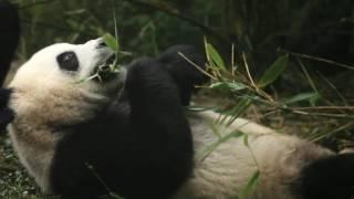 Sweet Giant Panda eating bamboo