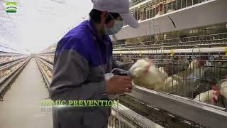 GREAT FARM Poultry Farm Design Layer Battery Cage System