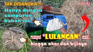 Hanya Dengan Ini Rumput LULANGAN Mati Total Hingga Akar dan Bijinya Part 2