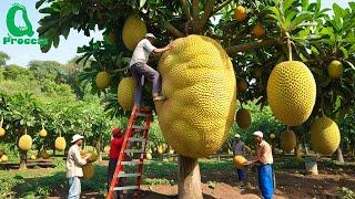 Amazing Thai Jackfruit Farm Harvests  How Thailand Grows and Prepares Street Food