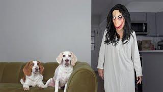 Dogs vs Momo Prank Funny Dogs Maymo & Potpie Pranked by Momo