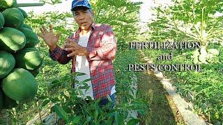 Papaya and Sili Intercropping PartIII  ByTata Johnnys Tv  Vlog #26