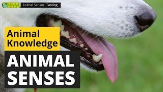 Animal Senses - Visual Perception Hearing Taste Smell - Animals for Kids - Educational Video