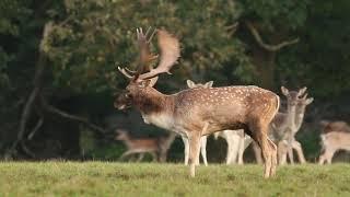 Fallow Deer Rutting Behaviour