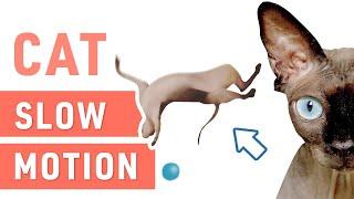 Cat Slow Motion  Cats Reaction