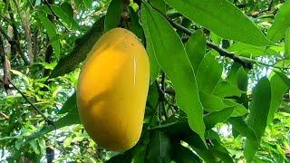 Juicy Mango fruits from tree  Eating Fresh Fruits with Relax Forest Sounds  Largest Mango Garden