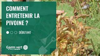 TUTO Comment entretenir la pivoine ? - Jardinerie Gamm vert