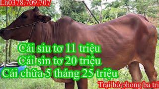 1407Trại bò phong ba tri 2Báo giá công khai tiếp tục nhé cả nhà