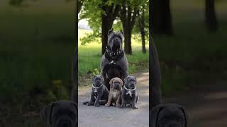 Pitbull and cancorso attitude status #statusvideo #shortsvideo  #dog #status #pitbull #canecorso