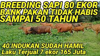 NGERI BREEDING SAPI 80 EKOR BANK PAKAN 50 TAHUN TIDAK HABIS