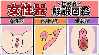 ま○こ・女性器のタイプ徹底解説【処女膜・クリ○リス】〜性教育〜