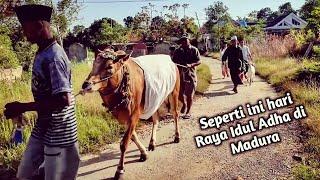 Tradisi Madura menghiasi hewan saat hari raya Idul Adha