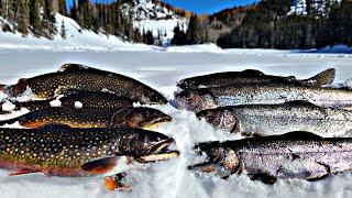 TROUT Catch and Cook Brook Trout and Rainbow Trout