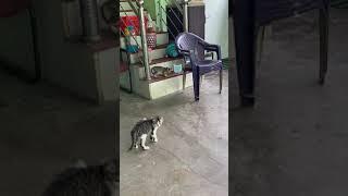 Persian Cat stealthily approaches stray cat who came to eat his food.