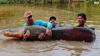 Arapaima Legenda Hidup Penguasa Sungai Amazon