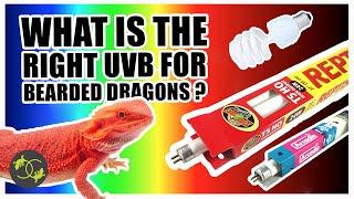 Bearded Dragon UVB Setup - What UVB lighting is the best? - Cookies Critters