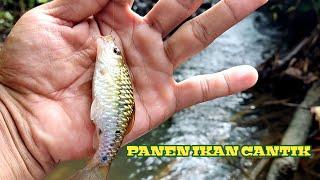 WOW MANCING DI SPOT INI DI JAMIN PANEN IKAN CANTIK.