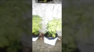 potting mixture using grow Bag....Chili #cook #garden #vegitable #potting #mohanlal #odiyan #Robo