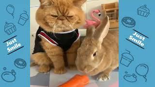 Funniest Animals  Compilation you can not resist to laugh