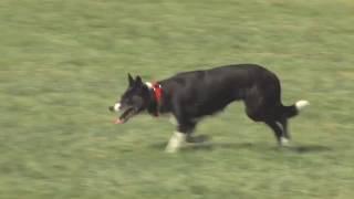 Redwood Empire Sheepdog Championship 2019