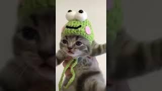 Cute Cat Switching Outfits #shorts
