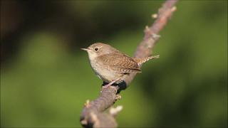 House Wren