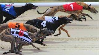 Dog race - Greyhounds race