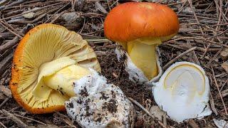 Funghi  Lovolo buono e lumidità Amanita caesarea