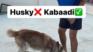 Husky lene se pehle ye dekh lo‍️