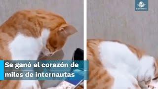 Gatito ve un video de su dueño fallecido y así reaccionó