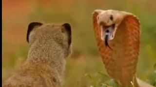 Mongoose Lies Its Neighors From Cobra #mongoose #cobra #snake