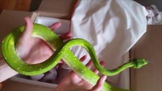 Unboxing Green Tree Pythons