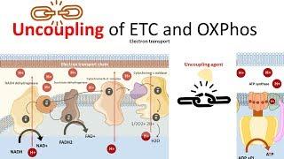 Uncoupling of electron transport chain from Ox-phos