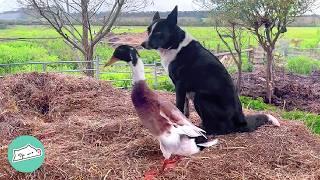 Dog Finds Lifelong Pal in Bossy Duck. They Rule the Farm Together  Cuddle Buddies