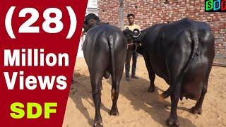 27 kg milk record murrah buffalo whos daughter gives more than 25 kg milk