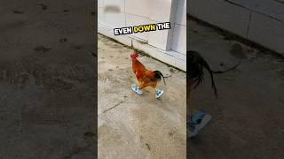 Have you ever seen a chicken running in sneakers?  #animals #chicken #cute