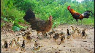 Mother Hen Wild Chicken Take Care Baby Chicken Find To Eat - Mom Wild Chicken Take Care Baby