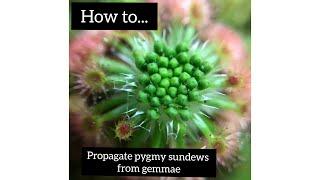 How to propagate pygmy sundews from gemmae