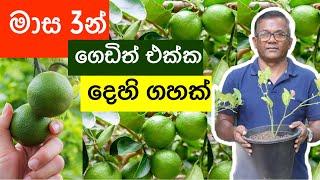 මාස 3න් ගෙඩිත් එක්ක ලොකු දෙහි ගහක්  Air Layering Lime Tree  Ceylon Agri  Episode 216