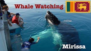 Whale Watching ll Mirissa ll SriLanka ll SriLanka Tourism ll Kandy Luxury Tours