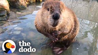 Beaver Who Loves the Bathtub Gets His Very Own Pond  The Dodo