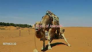 OMG Beautiful mix Animals mating video male dromedary rutting season