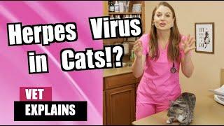 Is it Contagious to humans? Feline Herpes Virus in Cats  Veterinarian Explains
