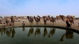 Camel Safari Jaisalmer