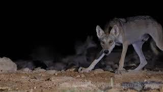 Arabian Wolf drinking water at night